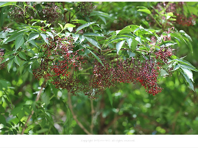 울릉도 특산식물 말오줌나무 붉은 열매