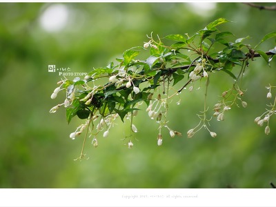 5월 고추나무꽃,  면역력 강화에 좋은 고추나무 새순 효능