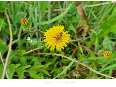 4월 풀꽃 야생화, 노란 민들레에서 꿀 따는 벌