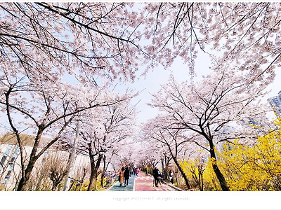성내천 벚꽃길, 송파둘레길 벚꽃 8경 아산병원 벚꽃