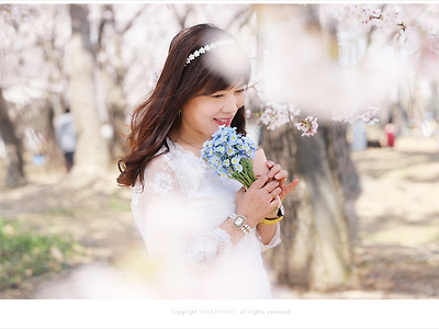 일산 호수공원 벚꽃, 눈부시게 화사한 벚꽃 웨딩