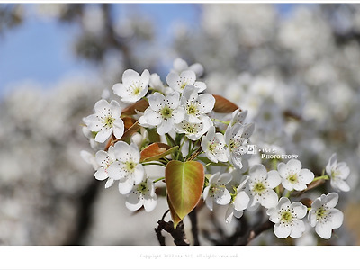 파주 배꽃 출사여행, 4월에 피는 흰색 꽃나무