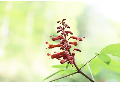 화담숲 붉은칠엽수(미국칠엽수 루브라)