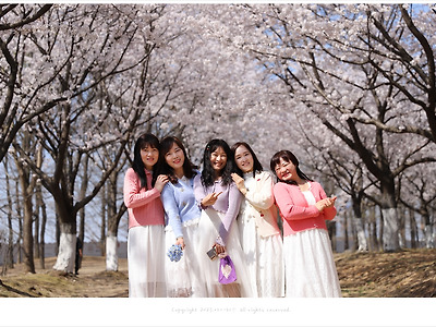 일산호수공원 벚꽃 절정(4월 2일), 일산 벚꽃 출사