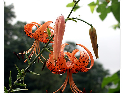 참나리꽃에 맺힌 빗방울 - 정금마을 앞산에서