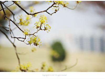 [올림픽공원] 산수유꽃과 나홀로나무