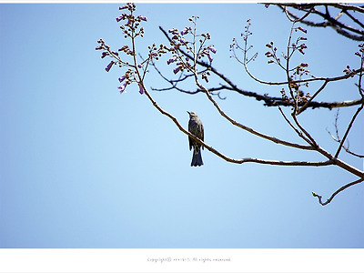 [4월 보라색 꽃나무] 오동나무꽃과 직박구리 - 올림픽공원