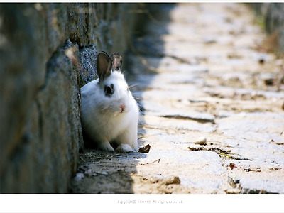 올림픽공원 수로 그늘에서 쉬고있는 귀염둥이 토끼