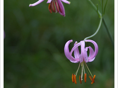 분홍색 나리꽃 솔나리 효능- 환경부 보호종 여름야생화