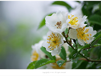 [5월 흰꽃나무] 봄비 오는날 찔레꽃 향기 - 올림픽공원에서