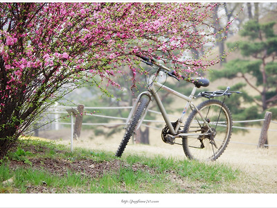 [4월 분홍꽃나무] 올림픽공원 산책로 풀또기가 있는 풍경