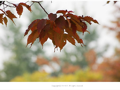 [가을풍경] 선유도공원 가을단풍