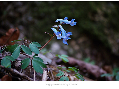 [4월 야생화] 현호색 꽃말 - 춘천 오봉산에서