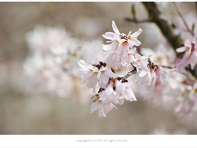 [4월 연분홍꽃나무] 올림픽공원 미선나무 - 멸종위기 2급식물