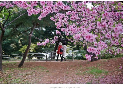 올림픽공원 야생화학습장 복숭아나무꽃 연분홍 빛 향기를 가득 담아....