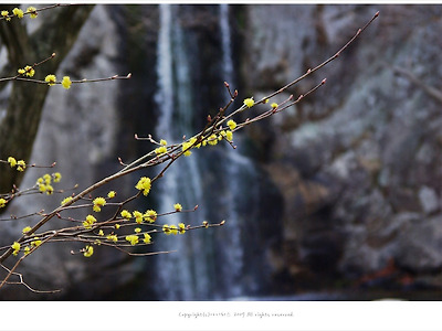 [봄풍경] 오봉산 생강나무와 구송폭포가 있는 풍경