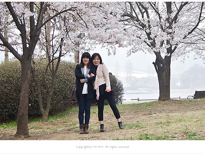 [4월 벚꽃출사] 일산 호수공원에도 벚꽃이 한창