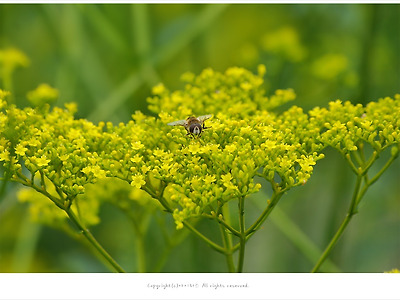 7-8월 여름에 피는 노란색꽃, 마타리(패장) - 간에 좋은 약초
