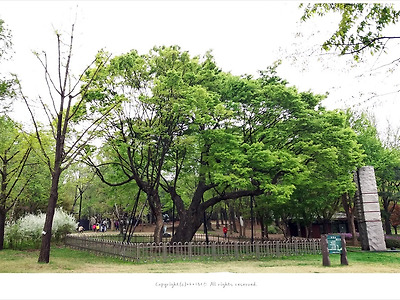 올림픽공원 보호수 458년 된 느티나무를 아시나요.