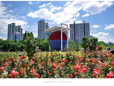 올림픽공원 장미축제와 들꽃마루 양귀비-서울가볼만한곳