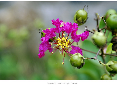 배롱나무꽃 - 전남 함평