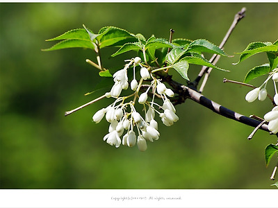 고추나무(미영꽃나무)효능과 나물로 먹는방법