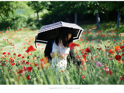 [인물과풍경] 올림픽공원 꽃양귀비 꽃밭 열기 속에서 -  영원