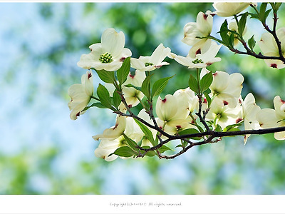 [4월-5월 흰색꽃나무] 미국산딸나무(서양산딸나무.꽃산딸나무)  - 올림픽공원