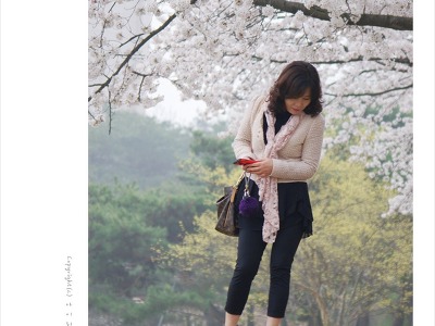 일산 호수공원 아름드리 벚꽃나무 아래에서 - cosmos