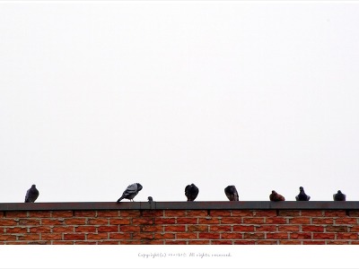 선유도공원 비둘기들의 합창