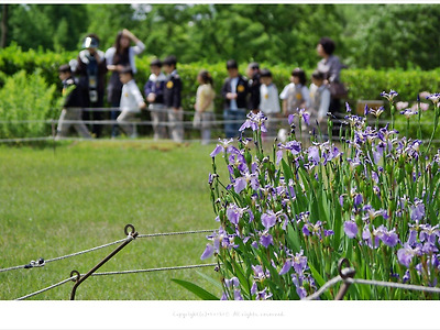 부채붓꽃,붓꽃(iris)이 있는 풍경 - 올림픽공원