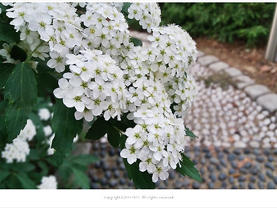 [4월-5월 흰색꽃나무] 공조팝나무 - 올림픽공원에서