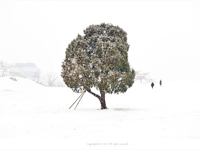 올림픽공원 나홀로나무의 눈내리는 겨울풍경 - #2