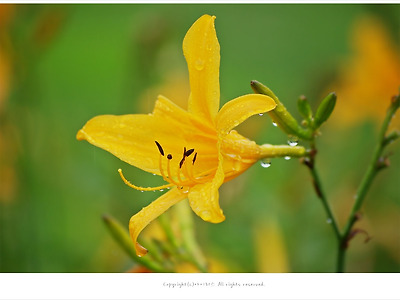 7월 여름에 피는 노란꽃, 골잎원추리 - 한국특산종