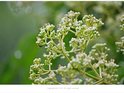 [7월 흰색꽃나무] 쉬나무꽃 - 올림픽공원 여름야생화