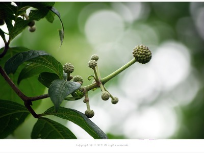 오가피나무(오갈피나무)효능과 먹는방법/제2의인삼
