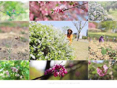 올림픽공원 야생화학습장 4월 봄꽃나무와 풀꽃