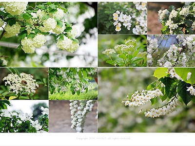 5월에 피는 흰색(하얀색)꽃나무 종류 총정리
