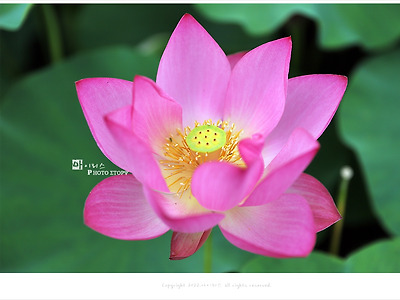 수원 탑동 시민농장 연꽃, 7월에 피는 여름꽃