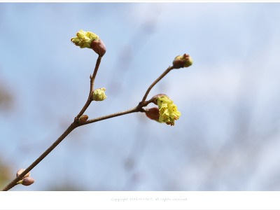 3월에 피는 노란꽃 히어리, 순우리말 이름인 한국 특산종