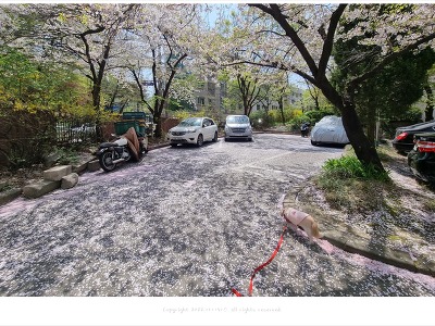 2022년 서울 벚꽃엔딩, 방울이와 벚꽃비를 즐기다