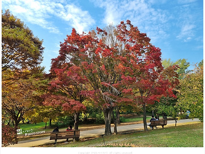 서울 단풍 명소 올림픽공원 붉은 단풍