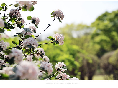 올림픽공원 야생화학습장 분꽃나무꽃