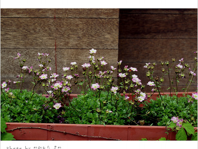 천상초( 운간초,만년초,풍엽 ) - 봄야생화