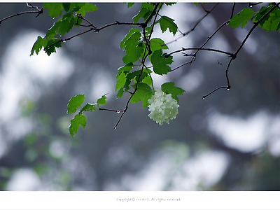 [5월 흰꽃나무] 비오는 날의 불두화 - 올림픽공원