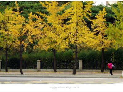[올림픽공원] 은행나무길에서 노란 가을을 담다
