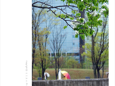 [올림픽공원] 사과나무 아래에서 봄비 내리는 풍경을 담다