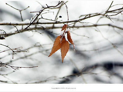 [겨울풍경] 나뭇잎에 내리는 눈