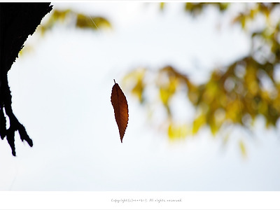 [가을풍경] 거미줄에 걸린 낙엽