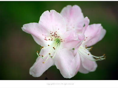 [5월 꽃나무] 연분홍 연달래(철쭉) - 올림픽공원